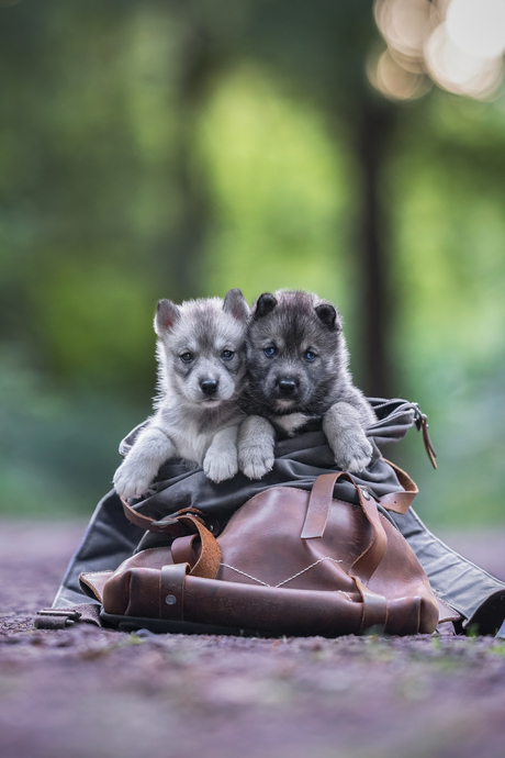Husky Puppy's in een tas