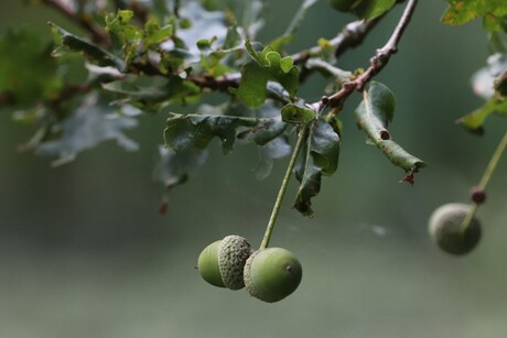 Eikeltjes