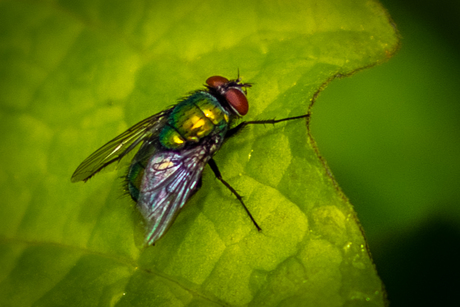 De groene keizersvlieg