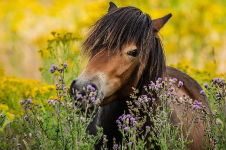 Wild Paard met wilde bloemen