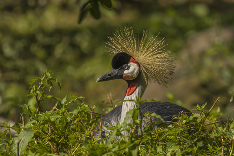 Oost Afrikaanse kroonkraanvogel