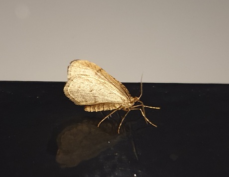 Kleine wintervlinder