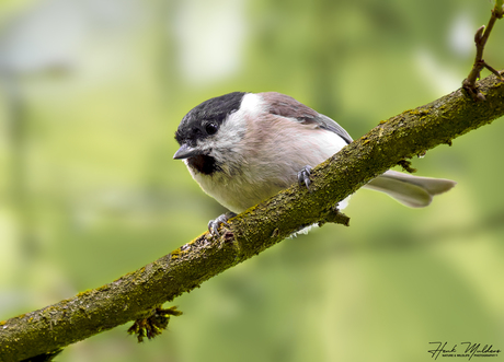 Glanskop (Poecile palustris)
