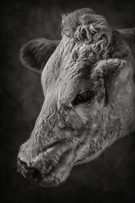 Fine art cow
