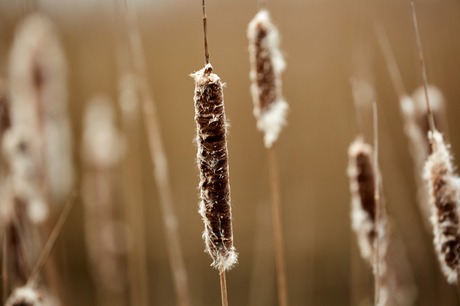 Riet