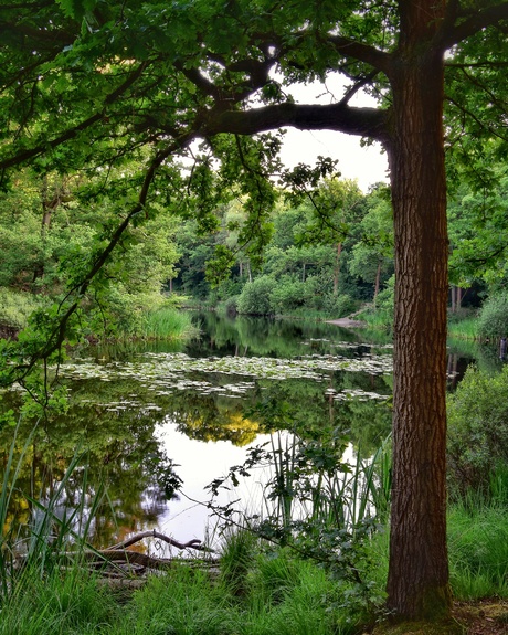 Reflectie in het water