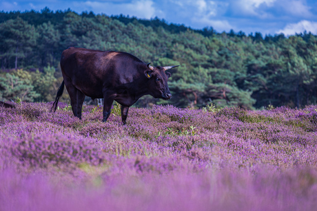 Grazer in de heide