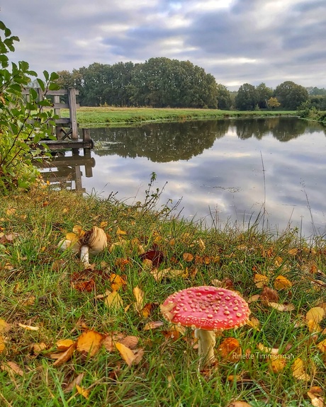 Rood met witte stippen