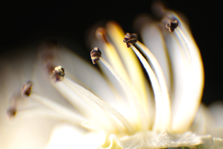 Meeldraden van een perenbloemmetje