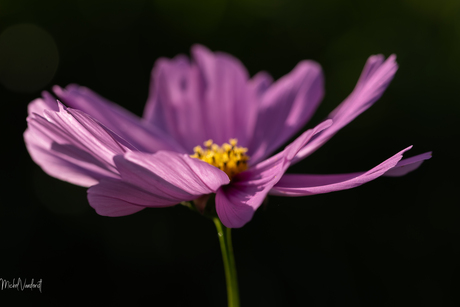 In de tuin