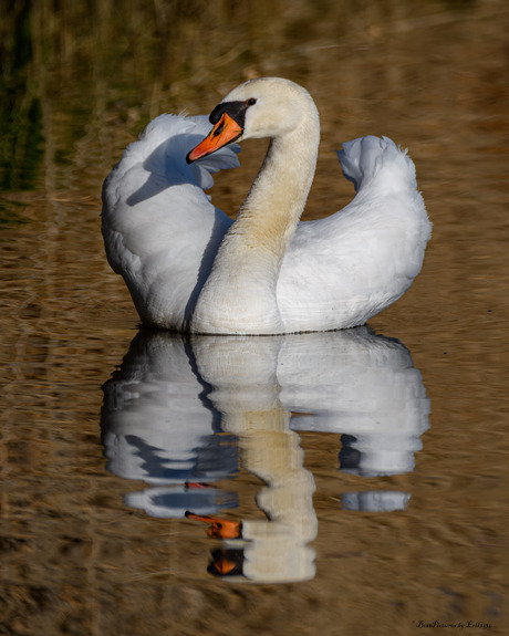 Zwaan gespiegeld