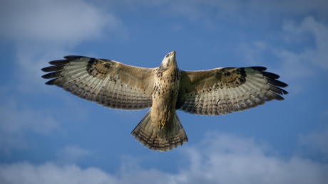 Buizerd