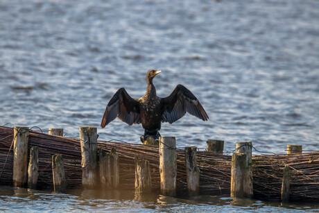 genieten van het zon