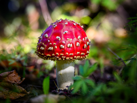 Rood met witte stippen