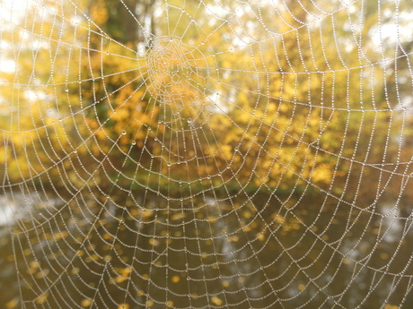 Parel spinnenweb
