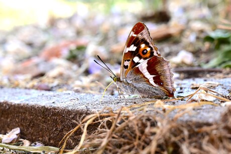 Grote Weerschijnvlinder
