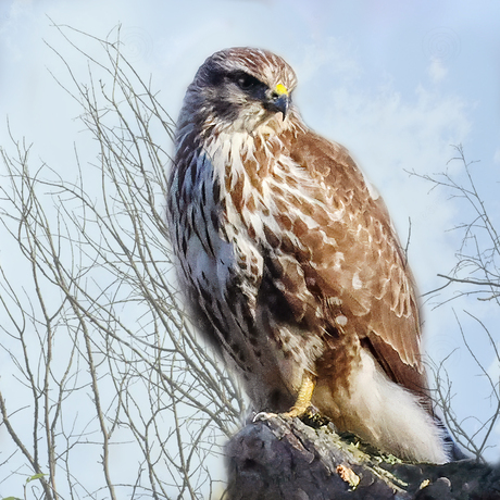 Buizerd