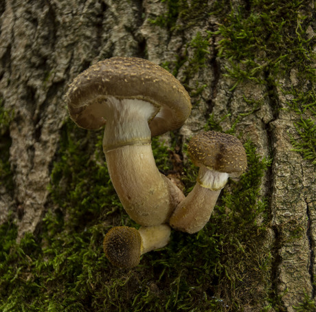 Paddenstoelen