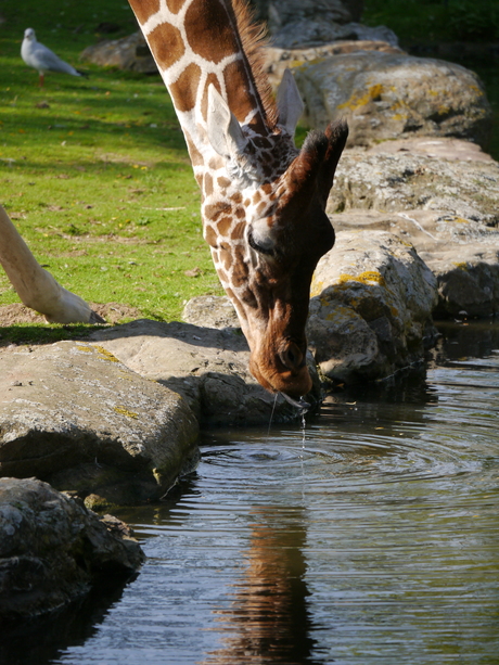 Giraffe die water drinkt