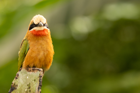 Vogel in de lente