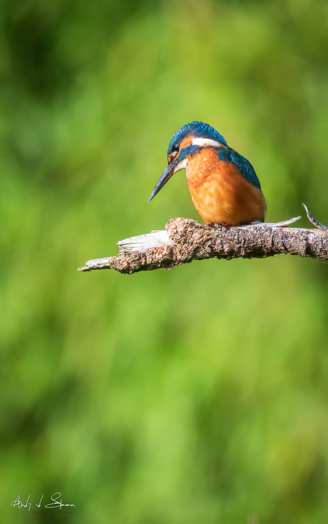 ijsvogel