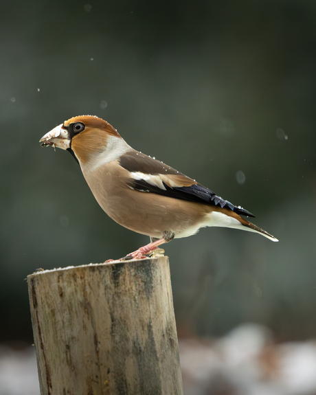 Appelvink in de sneeuw