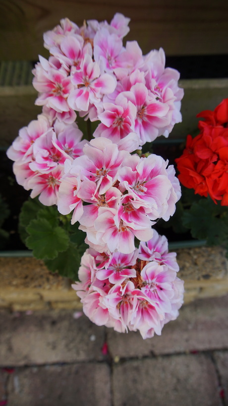 Bloemen Geranium