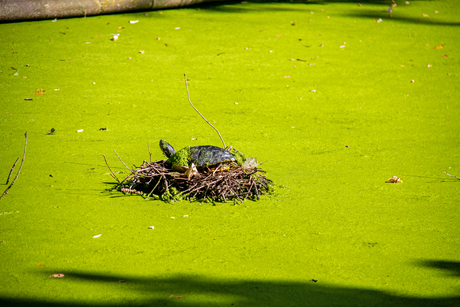 Broedende schildpad?