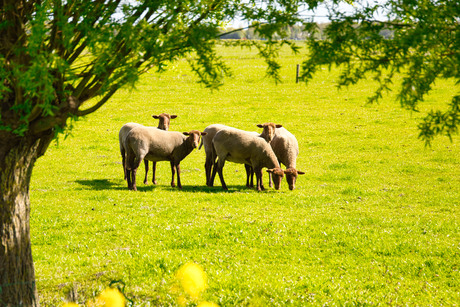 Lentelandschap  schapen