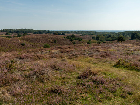 Bloeiendeheide IV