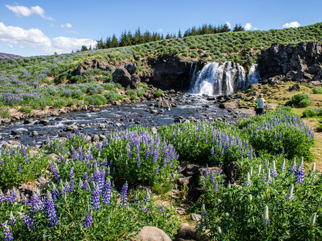 Fossárrétt en de Lupine (Lupinus nootkatensis)
