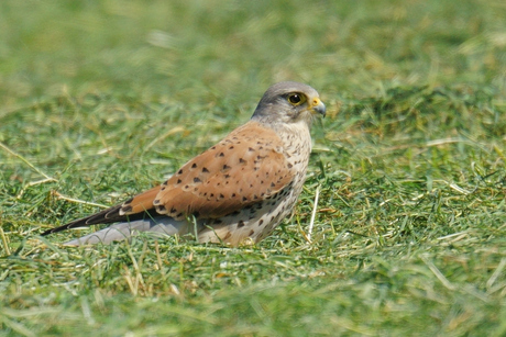 een valk