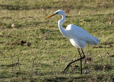 grote zilverreiger