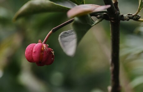 De laatste kardinaalmuts