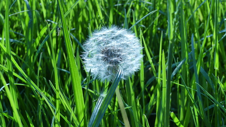 witte paardenbloem