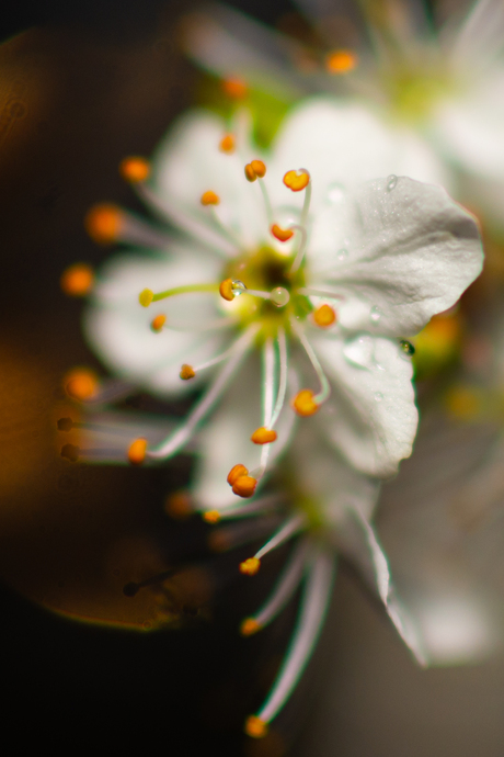 close-up van een sleedoorn
