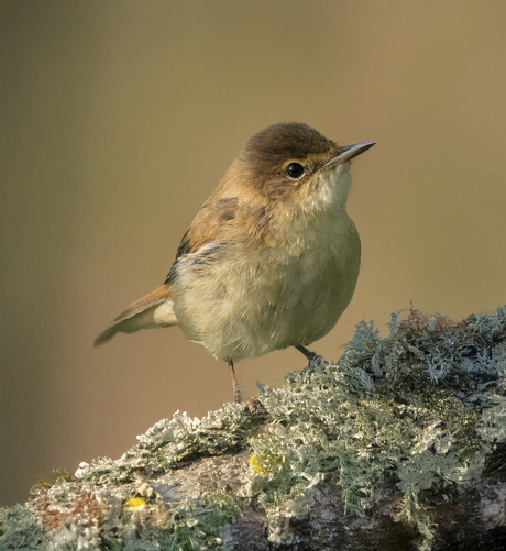 Kleine Karekiet......