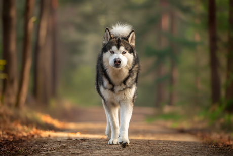 Malamute