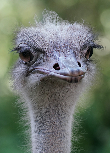 Struis...