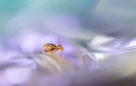 springtail