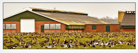 ophok- en ruimingsplicht............................