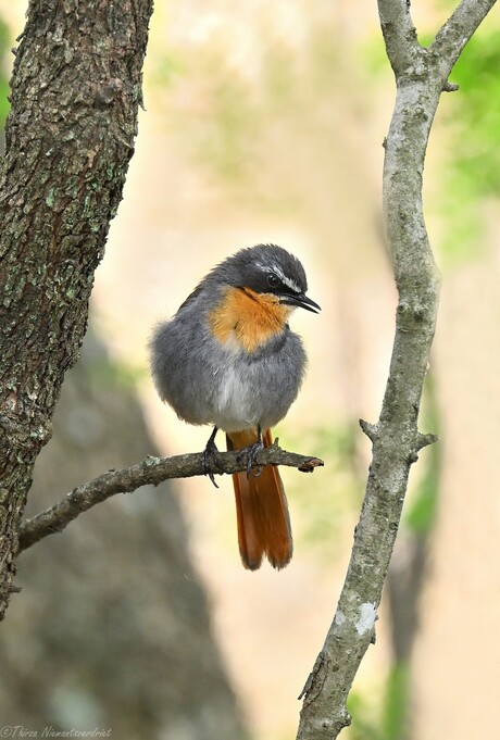 Cape Robin-Chat