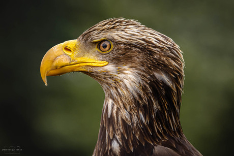 Amerikaanse Zeearend