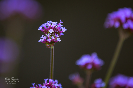 Verbena bonariensis in onze tuin. 