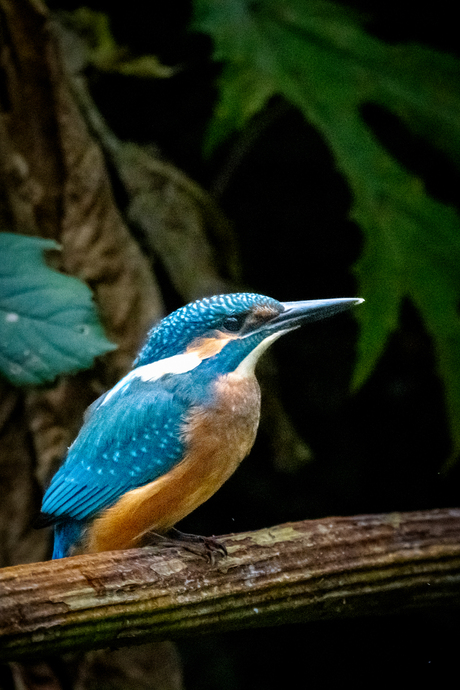 Jonge ijsvogel 