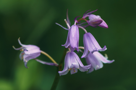 Purple rain …