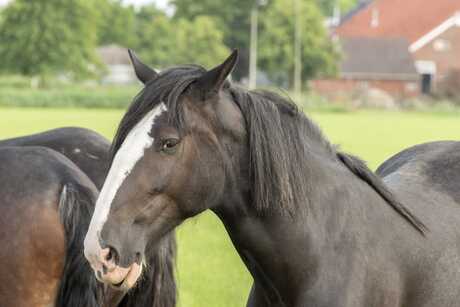 Paardenhoofd