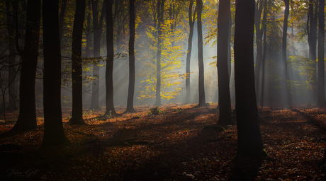 Lost at dawn