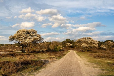 Hollandse luchten boven de Zuiderheide