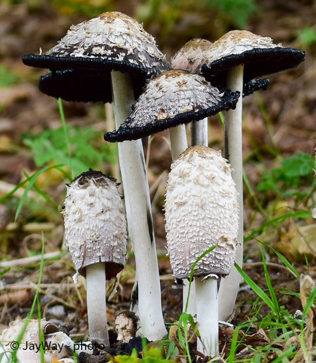 Geschubde inktzwammen 